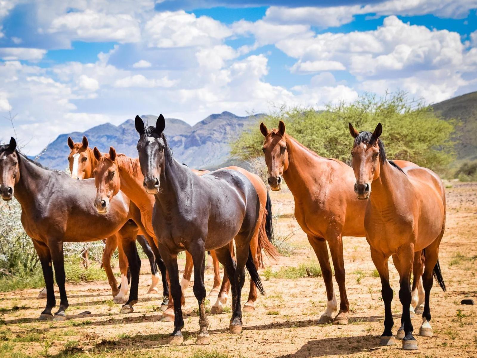 Buellsport Naukluft Lodge & Farm Namib-Naukluft National Park Exteriér fotografie